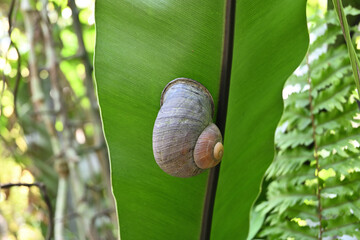 A giant land snail (Acavus phoenix) is clinging to the underside of a fern leaf