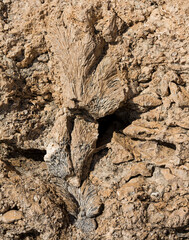 Fossil corals of the Red Sea. Ancient creatures, turned into stone. Reef corals.