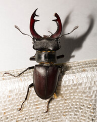 Lucanus cervus is the best-known species of stag beetle (family Lucanidae) in Western Europe. The imago is a male insect.