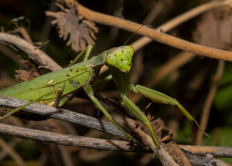 The European mantis (Mantis religiosa).A green female insect, in dense vegetation, is preparing to...