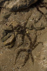 Ophiocoma scolopendrina in its natural habitat. African fauna of the Red Sea.