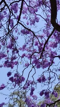 Beautiful purple flowers of a plantHermosas flores de color moradas de una planta(10