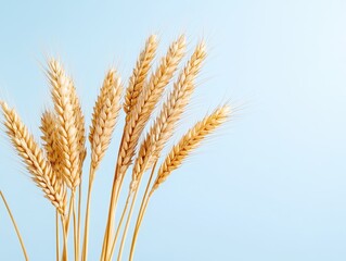 Fototapeta premium Golden wheat stalks against light blue background