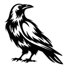 Majestic black raven with detailed feathering and striking black and white contrast