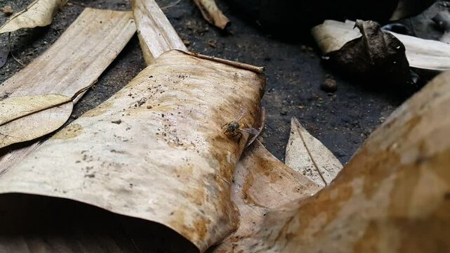 Two Pcela (Austroplebeia australis) are sucking the remains of palm sugar in the klaras then one of them flies away and comes back again. 4k footage focused on the foreground taken in the forest.