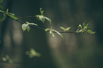 Early spring leaves in the forest after the rain