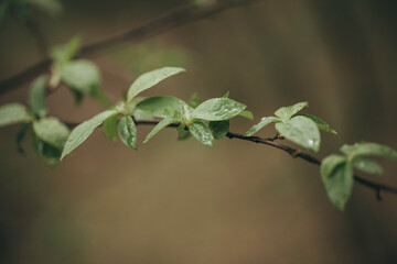 Early spring leaves in the forest after the rain