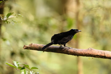 Vogelkop lophorina (Lophorina superba), formerly part of the superb bird-of-paradise complex, is a species of passerine bird in the bird-of-paradise family Paradisaeidae.