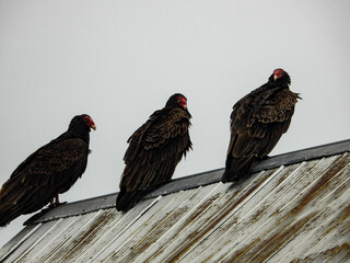 Turkey vulture family spending some time relaxing at an old wooden barn before taking flight
