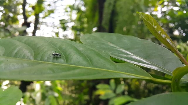 Aesthetic 4k footage, Baby mantis (Sphodromantis gastrica) running away from being chased by a spiny silver ant. Focus on foreground. Perfect for a documentary of the beauty of the tropical rainforest