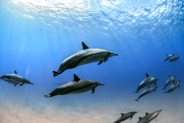 A pod of spinner dolphins swims in formation in the clear waters of Hawaii.