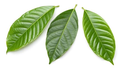 Obraz premium Green cocoa leaves isolated on white