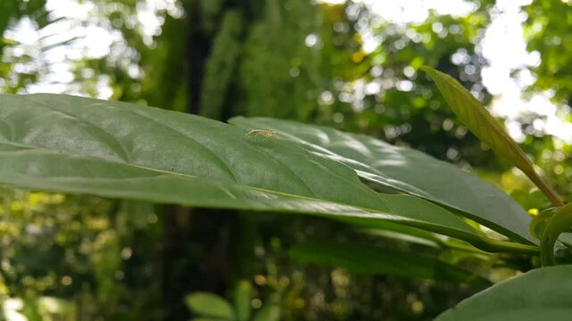 View of transparent white baby mantis perched on a leaf. 4k footage shot in mountain. Empusa pennicornis, Iris polystictica, Tropidomantis tenera, Praying Mantis, African mantis, Stagmomantis carolina