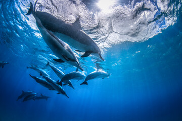 A pod of spinner dolphins swims in formation in the clear waters of Hawaii.