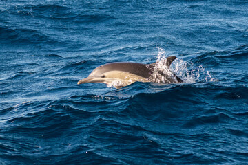 Obraz premium Dolphins surge through the surface off the coast of Port Stephens, Australia.