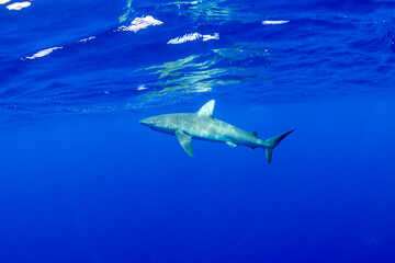 Shark glides through the deep blue waters off the coast of Hawaii.