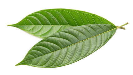 Fototapeta premium green leaf isolated on white