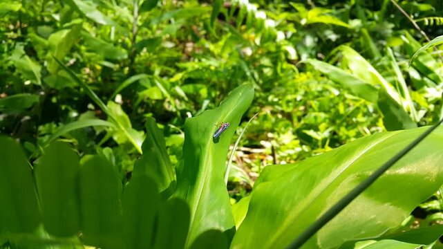 Aesthetic 4k footage, Cicadellidae (Leafhopper) resting on green leaves exposed to morning sunlight. Focused on the foreground. Perfect for a documentary in a tropical rainforest. Insecta, Animalia