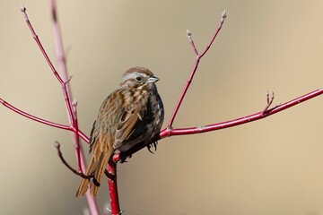  Song sparrow perched on a small twig.
