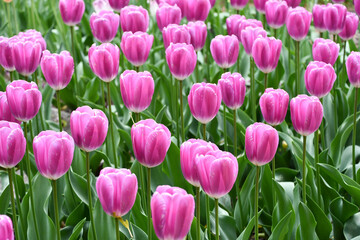 Fototapeta premium チューリップ「インペリアルガーデン」
