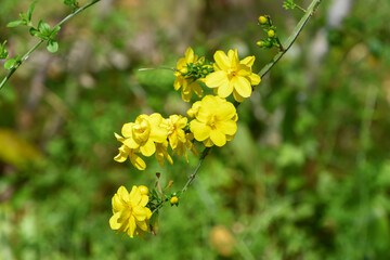 オウバイ　Winter jasmine