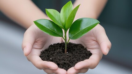 A small plant held gently in cupped hands