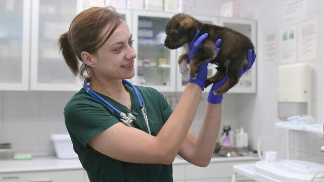 Video portrait of beautiful female doctor during appointment of patient in office a modern clinic. Skillful veterinarian is at the workplace in vet hospital. Woman holding cute tiny puppy dog