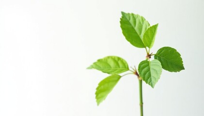 Obraz premium Single, delicate sapling against pure white backdrop, environment, clean, simple