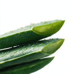 Aloe vera leaves with water drops on white background