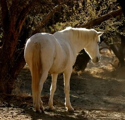 Wild Horse in the Forest 