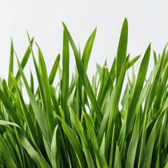 Fototapeta premium Fresh green blades of grass close up on white background