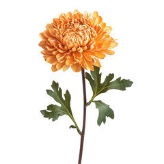 Chrysanthemum isolated on white background