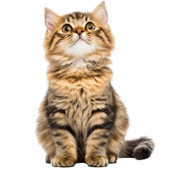Obraz premium Cute and Fluffy Cat with Bright Eyes Sitting Gracefully Against a White Background