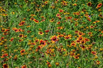 Texas wildflower field