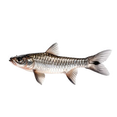 Freshwater Fish with Silvery Scales and Streamlined Body Perfect for Aquatic Life Photography