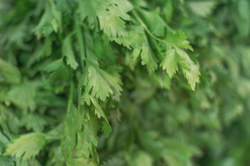Coriander leaves close-up. Green background
