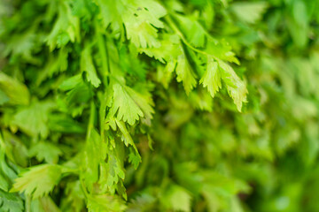 Coriander leaves close-up. Green background