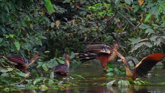 Hoatzins in the Amazon rainforest