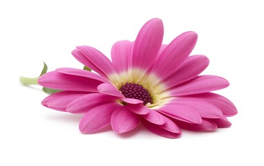 Fototapeta premium Vibrant Pink Osteospermum Flower Blossom Closeup