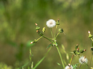 春の山　ノゲシの綿毛と蕾