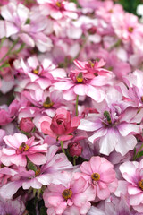 紫のラナンキュラス