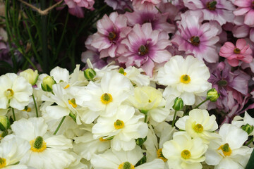 Obraz premium 白いラナンキュラス