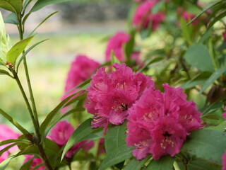 公園で咲いているシャクナゲ