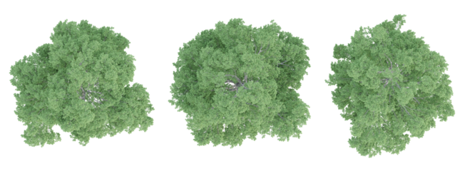 Top view 3d render of ulmus minor trees on transparent background, png plant illustration.