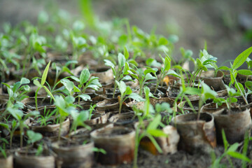 Farmers are innovating by sprouting vegetable seedlings in banana leaf polybags; the banana leaves will naturally decompose into compost when the seedlings are planted