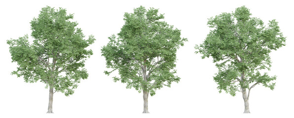 3d ulmus minor trees on transparent background, png plant.