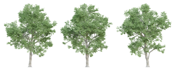 3d ulmus minor trees on transparent background, png plant.