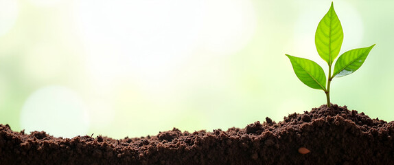 Tree sapling and soil layers border frame with copy space for World Environment Day tree planting campaigns concept as Tree sapling and soil layers creating a border with copy space for tree planting