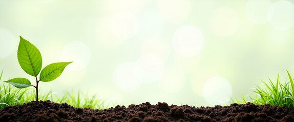 Tree Sapling and Soil Layers Border Frame with Copy Space for World Environment Day Tree Planting Campaigns - Perfect for Eco-Friendly Photo Stock Concepts
