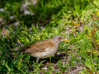 地面を歩くシロハラ